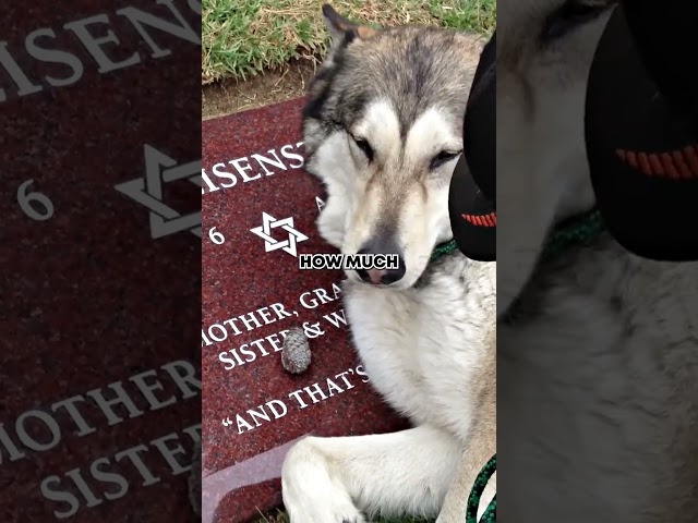 Sahibinin mezarına yatan köpek