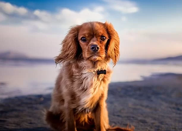 K9 Köpeği Cenazede Kimsenin Göremediğini Gördü