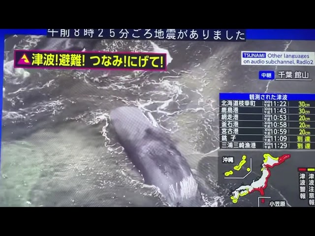 Tsunami Balıkları Karaya Vurdu..