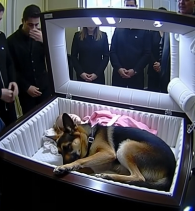 Bir Alman Çoban Köpeği