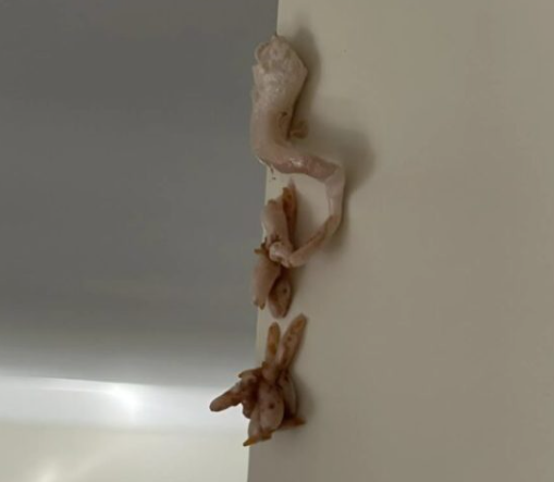 Bu sabah duvarımda pembemsi bir kütle