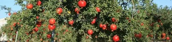 Cumhurbaşkanı hastaneye kaldırıldı