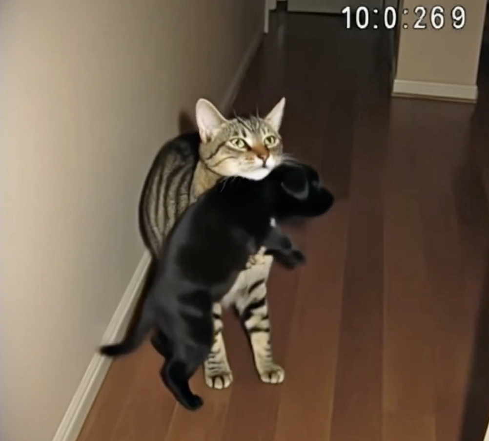 Kedim kim bilir nereden yavru köpek getirdikten sonra