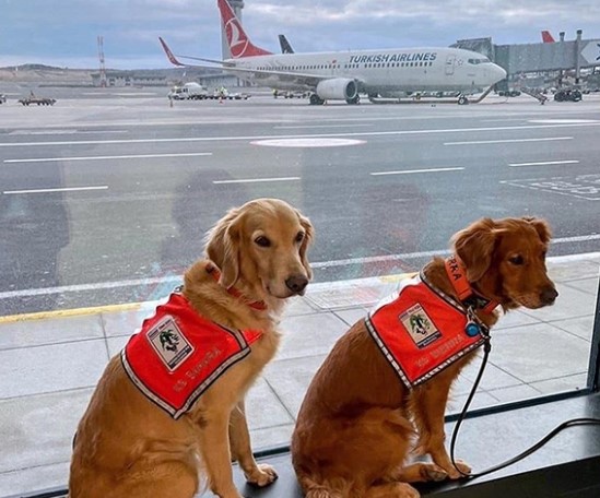 Köpek Aniden Bavula Atladı