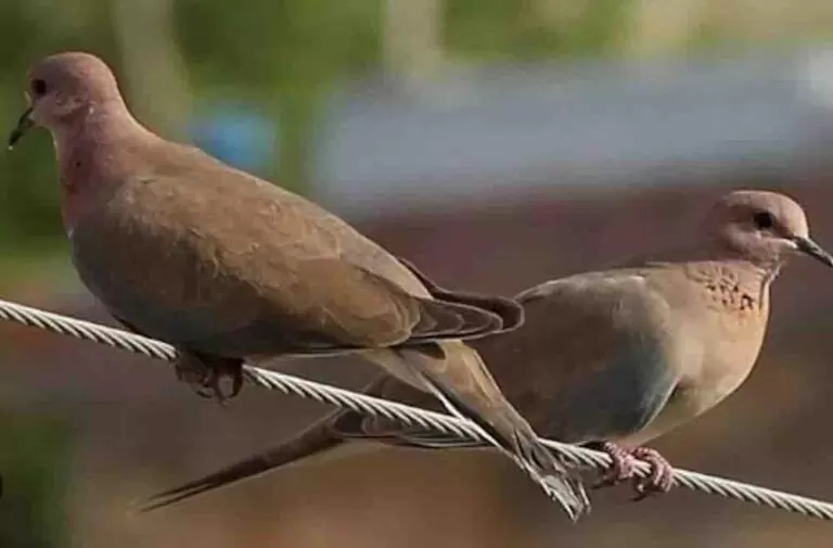 Bakın ne anlama geliyor