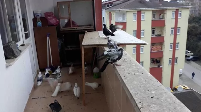 Ba’kın ne anlama geliyormuş