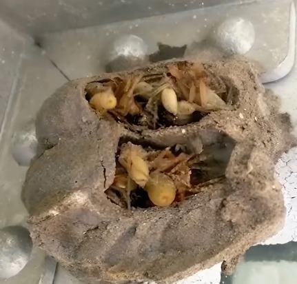 Eski bir alet kutusunu almak için garaja gitmiştim.