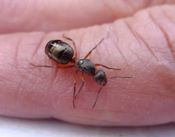 Eve Karınca Gelmesinin