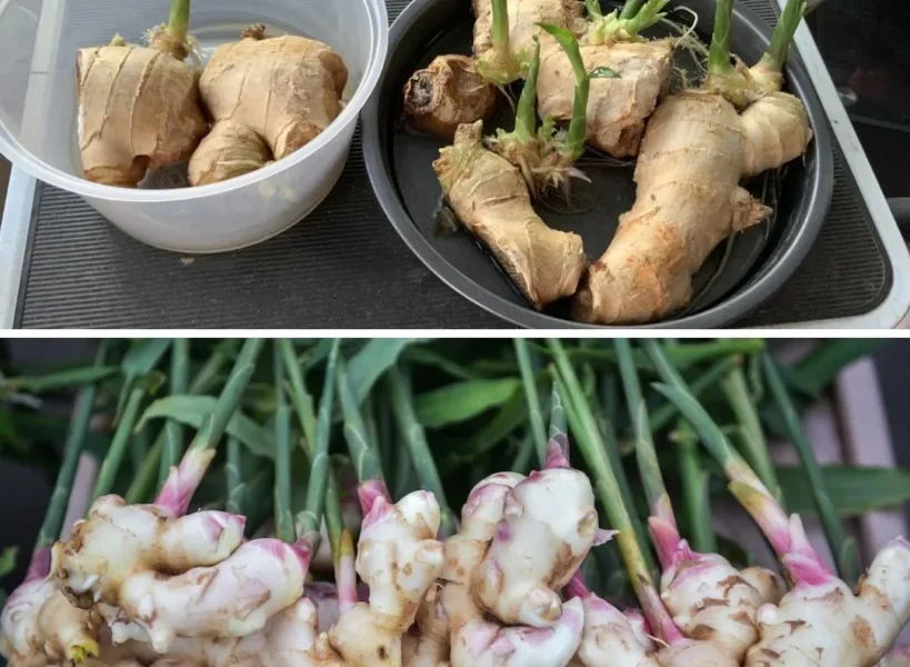 Her hastalığa iyi gelen mucize bitki