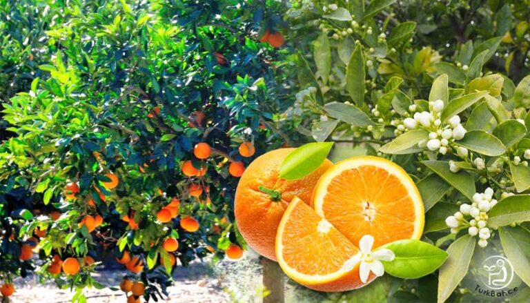 Kocamı en yakın arkadaşımla yakaladım.