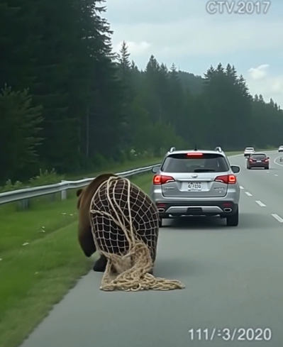Yolda ağa dolanmış kendini kurtaramayan