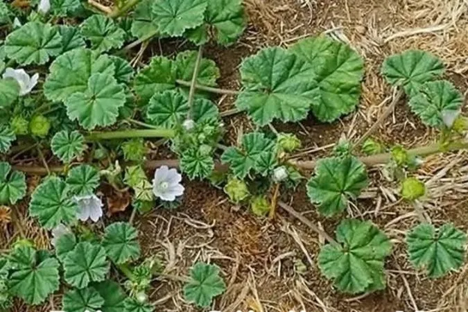 bu meyvenin gerçek bir hazine olduğundan haberi yok