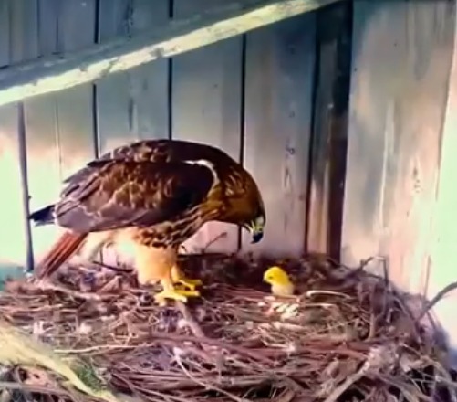 Çiftçi Yumurtayı Kartal Yuvasına Koyar