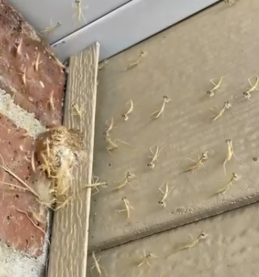 Her şey birkaç hafta önce başladı.