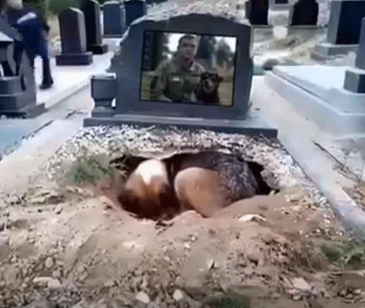 KÖPEĞİN MEZARI NEDEN EŞELEDİĞİ ORTAYA ÇIKTI.