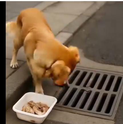 Köpek her gün aynı rögar ızgarasına dikkatle bakıyordu.