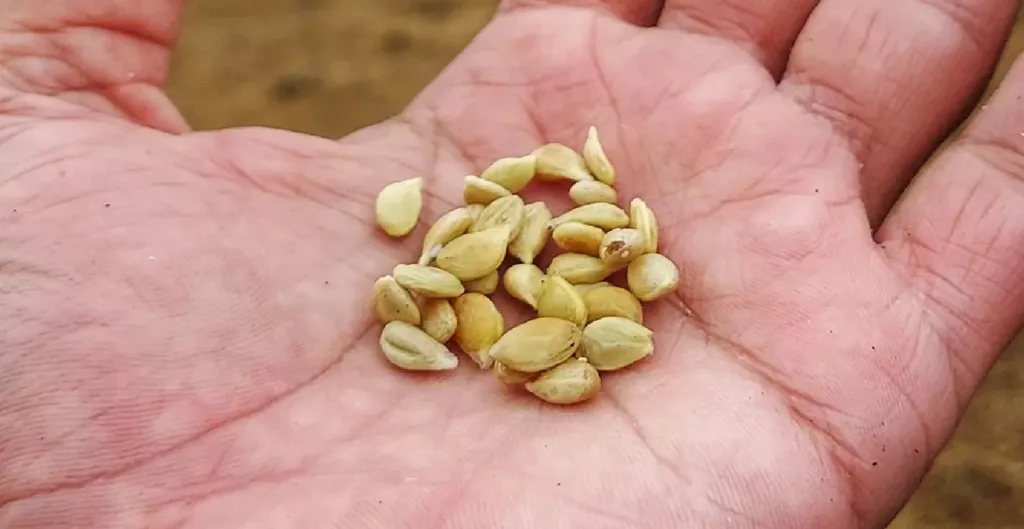 Limon tüketmenin sağlığınız ile ilgili yaptıklarına