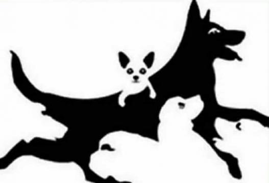 Zihin Testi Kaç Köpek Görüyorsunuz