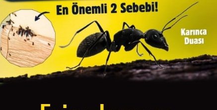Eve Karınca Gelmesinin ALLLAHIN 7 İŞARETİ