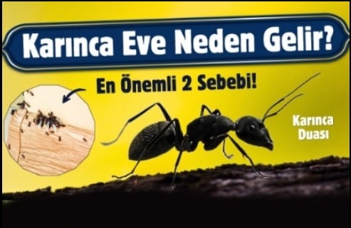 Gerçekten Şaşırtıcı