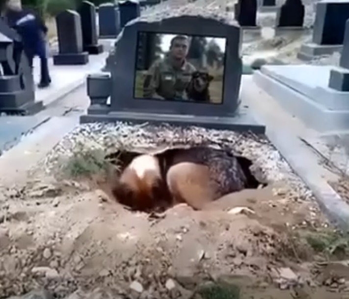 Herkes bu köpeğin kaybettiği sahibini yas tuttuğunu düşünüyordu