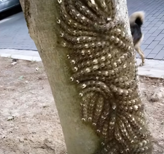 Kızımın neredeyse dokunacağı