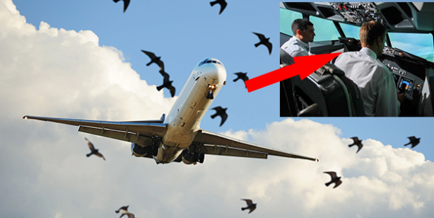 Kuşlar uçağın peşini bırakmadı