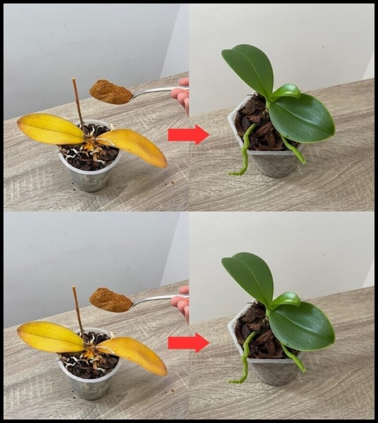 Orkide kökünün üzerine bir çorba kaşığı serpin