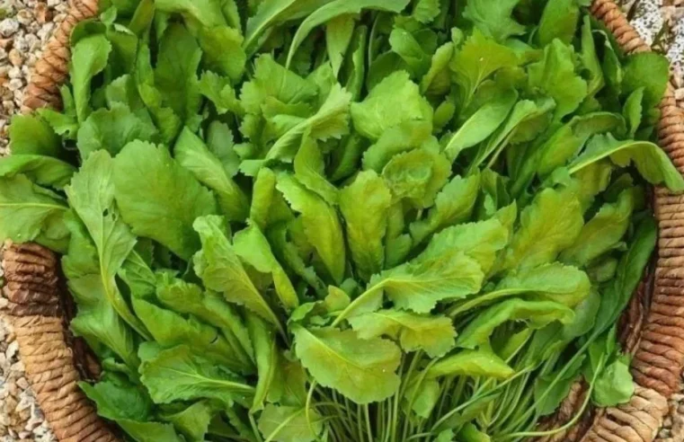 Akciğerleri temizleyen mucize