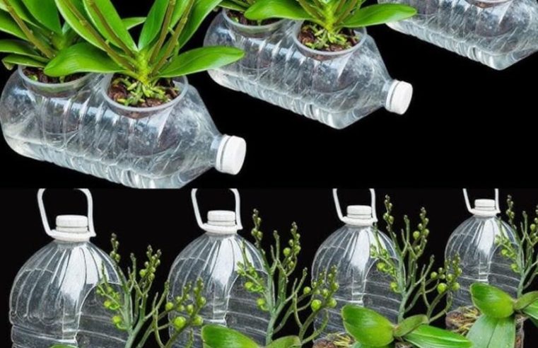 Sarı Orkide Yaprakları Nasıl Tedavi Edilir