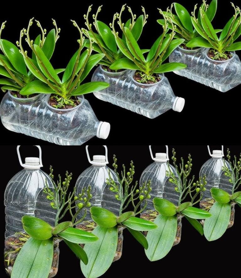 Sarı Orkide Yaprakları Nasıl Tedavi Edilir