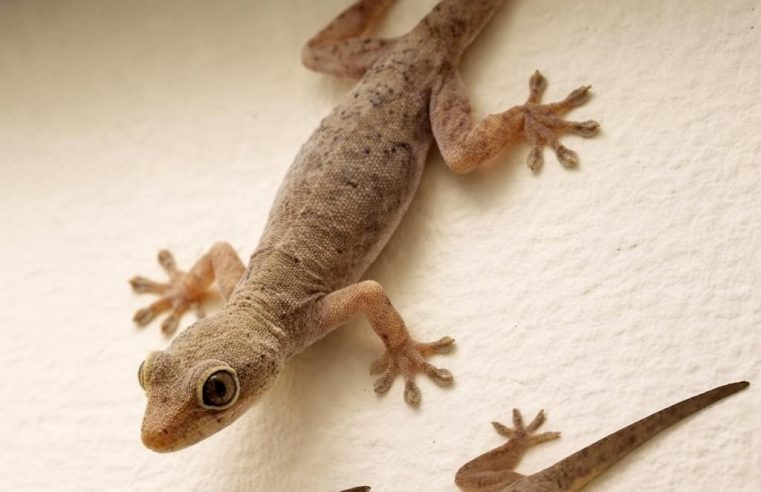 Evinize bir kertenkele girmesinin şu anlama geldiğini biliyor muydunuz