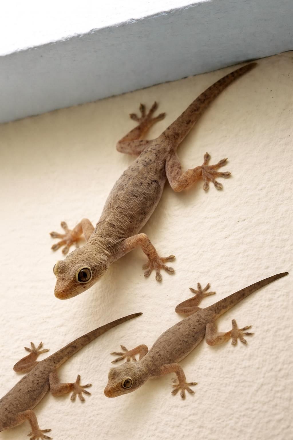 Evinize bir kertenkele girmesinin şu anlama geldiğini biliyor muydunuz