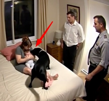 Herkes bu köpeğin kaybettiği sahibini