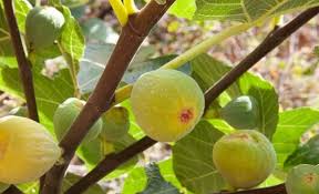 incir ağaçlarının evlerden uzak dikilmesinin nedeni.