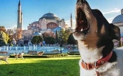 Köpekler Ezan Sesine Neden Ulur.