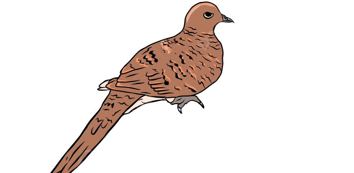 Balkona kumru konduysa bakın ne anlama geliyor