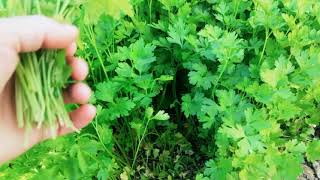 Maydanozu böyle saklarsınız