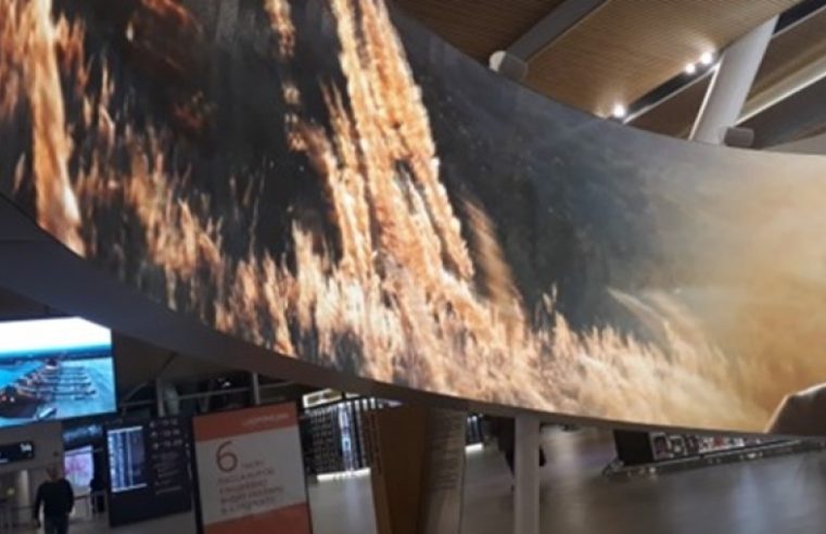 Mahalledeki bir köpek