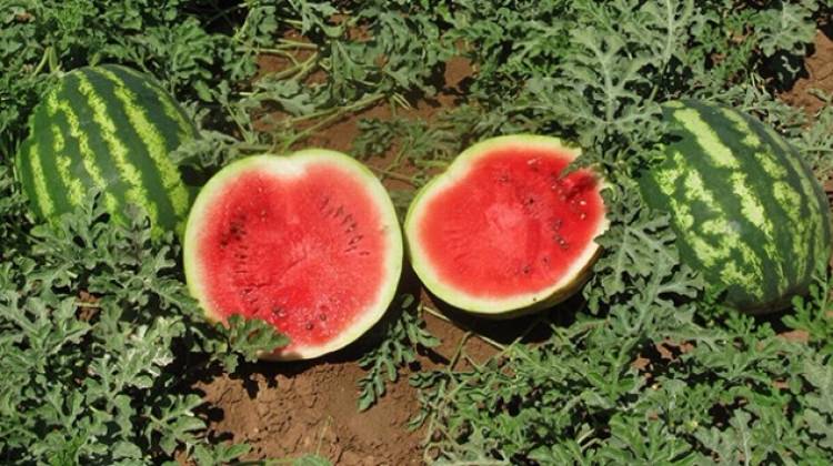 Muzu kahveyle karıştırıp için