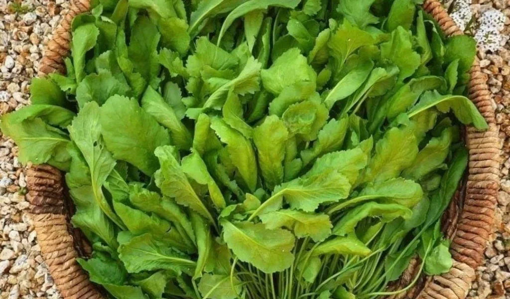 Akciğerleri temizleyen mucize