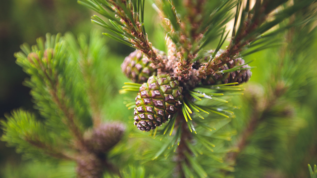 Balıktan 7 bin kat daha fazla omega-3 içeriyor