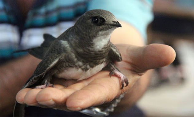 Son günlerde sıklıkla görülen