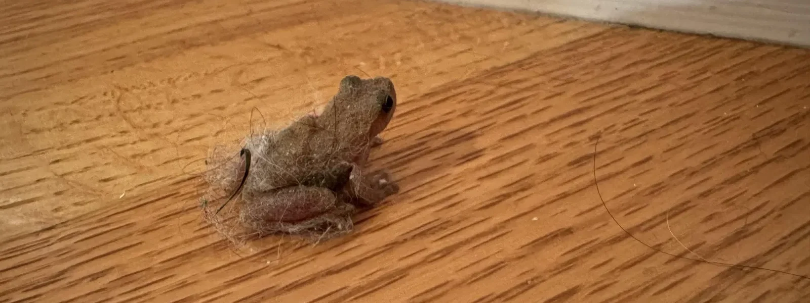 Kurbağaların evinize ne zaman geldiğini biliyor muydunuz