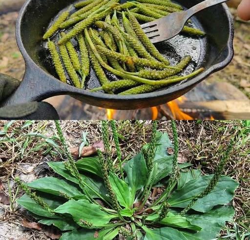 Çoğu kişi buna ot diyor