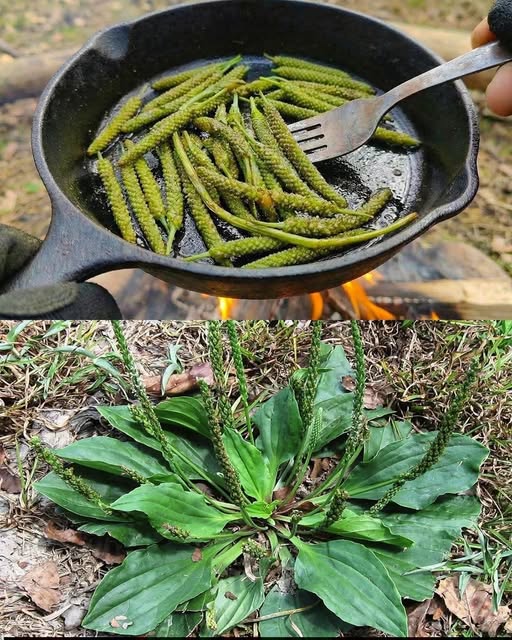 Çoğu kişi buna ot diyor