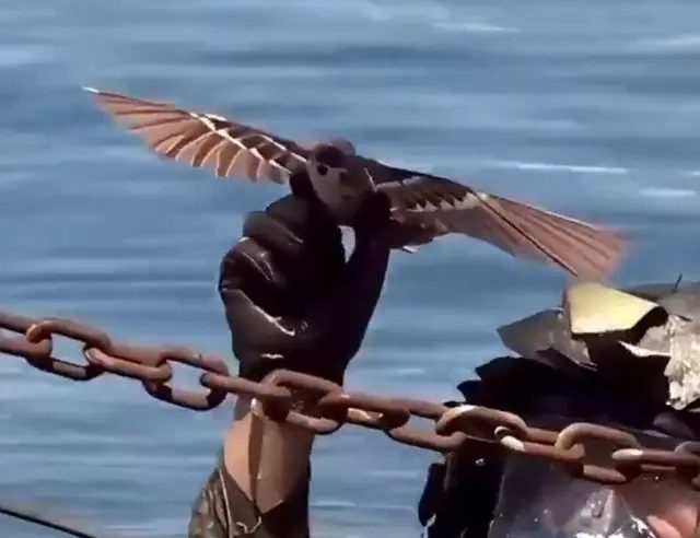 Kuşlar ABD’nin Kabusu Oldu BAKIN NEDEN