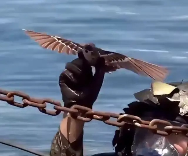 Kuşlar ABD’nin Kabusu Oldu