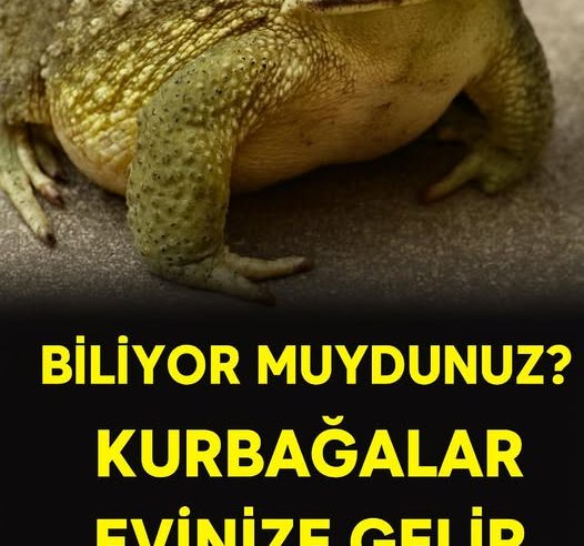 Kurbağaların evinize ne zaman geldiğini biliyor muydunuz.