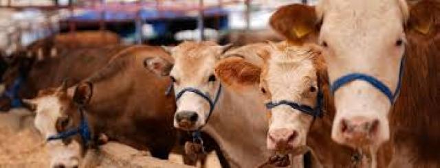 İşte bu ilerde kurbanlık fiyatları.